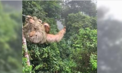 sloth zipline