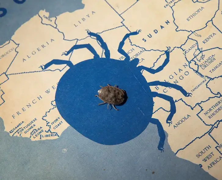 african tick new record
