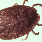 tick survives 27 years in a lab