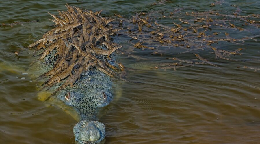 crocodile baby photos