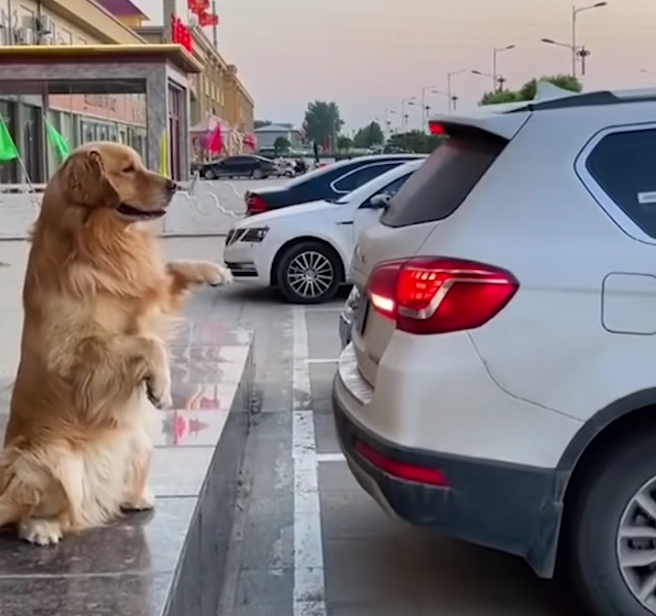 dog parking spot 