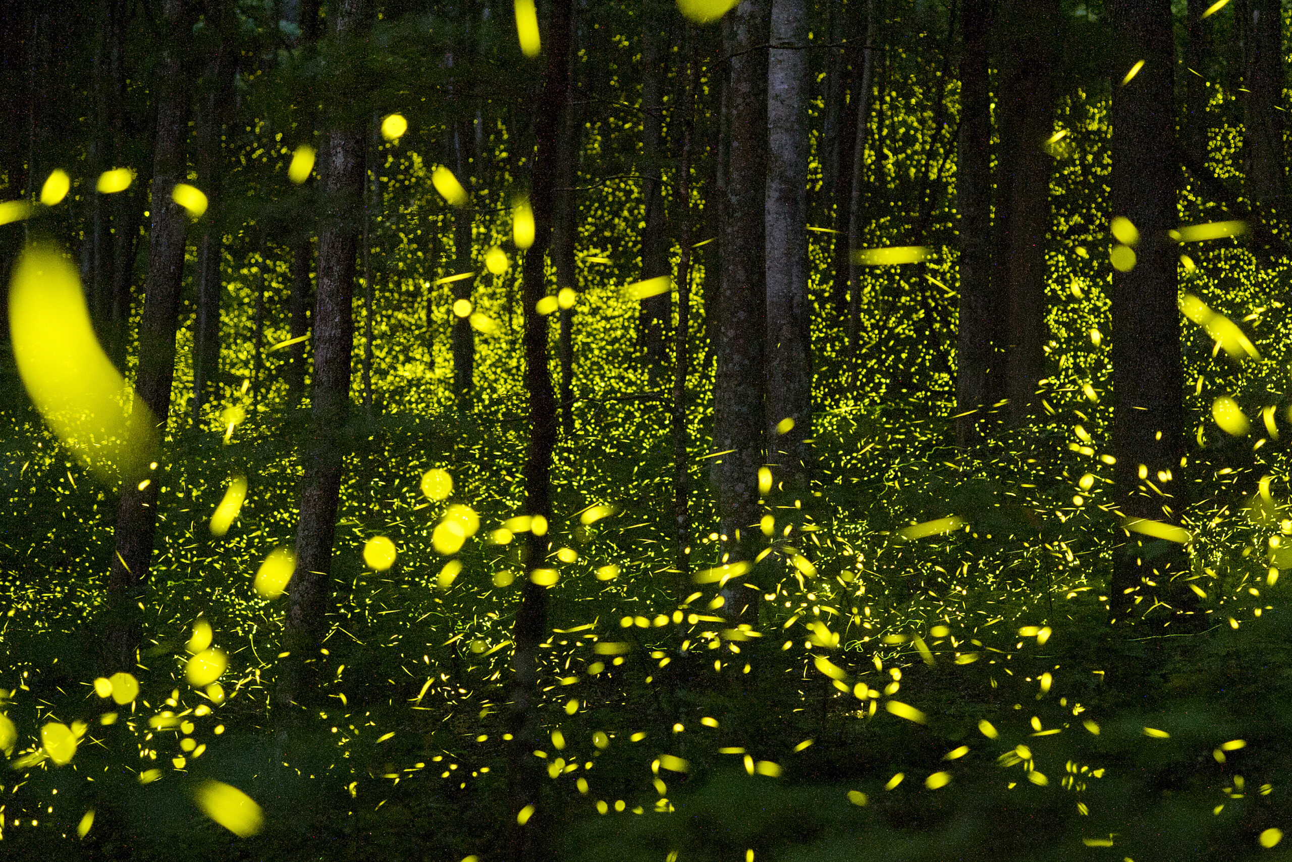 fireflies in the woods
