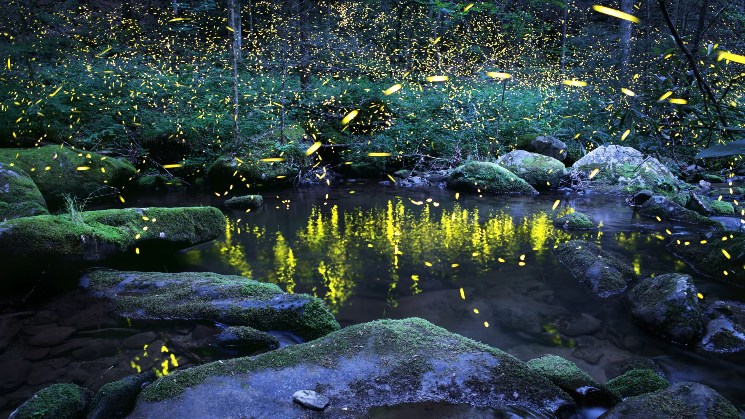firefly viewing show
