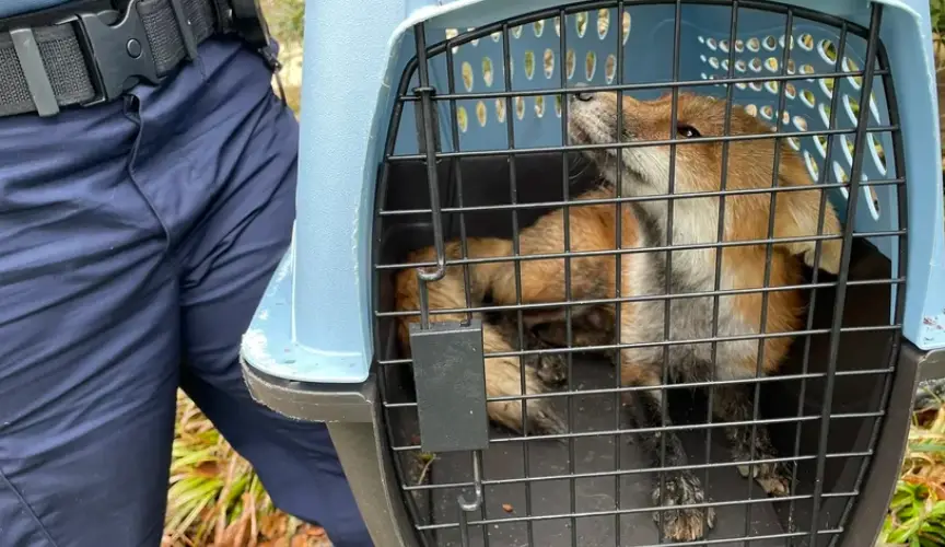 fox biting people