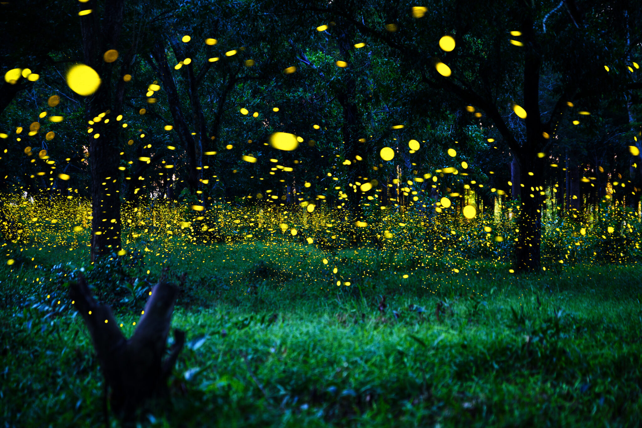 These Are the Absolute Best Places to View Firefly Shows in the United ...