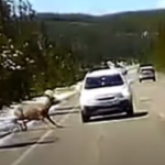 elk wolf video