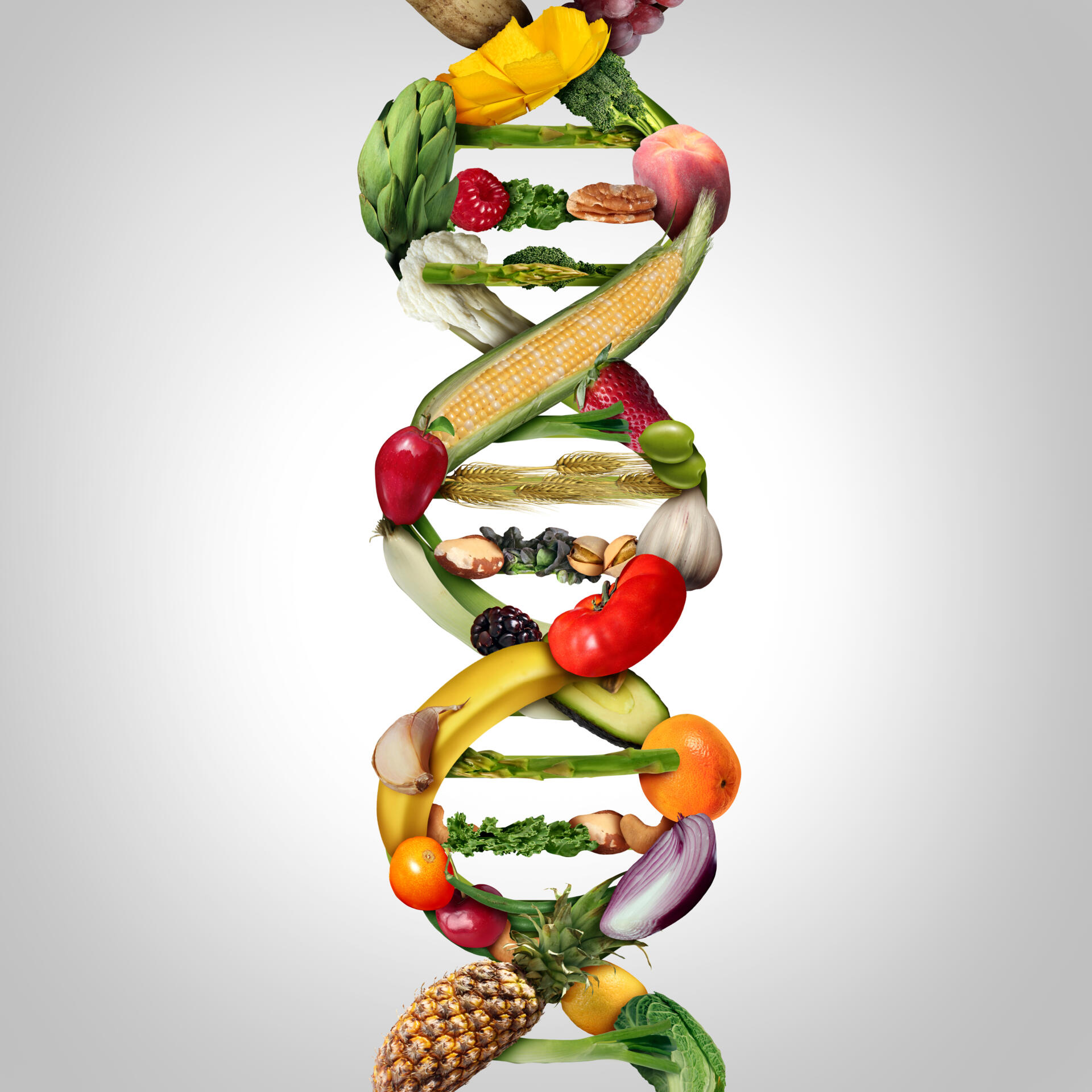 genetically modified gmo