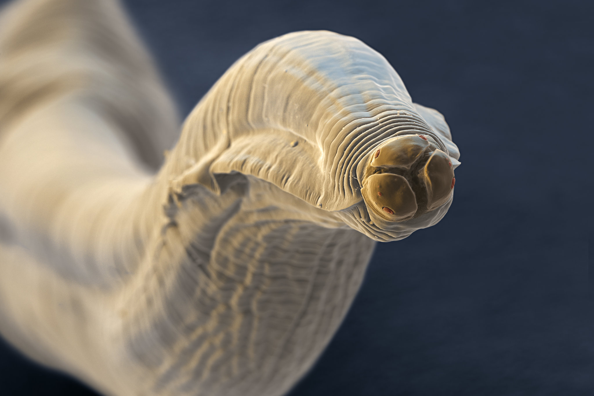 parasites