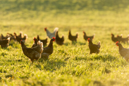 pasture raised chicken eggs