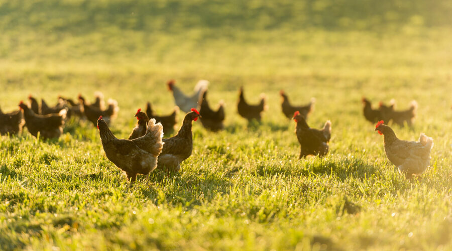 pasture raised chicken eggs