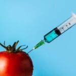 genetically modified gmo