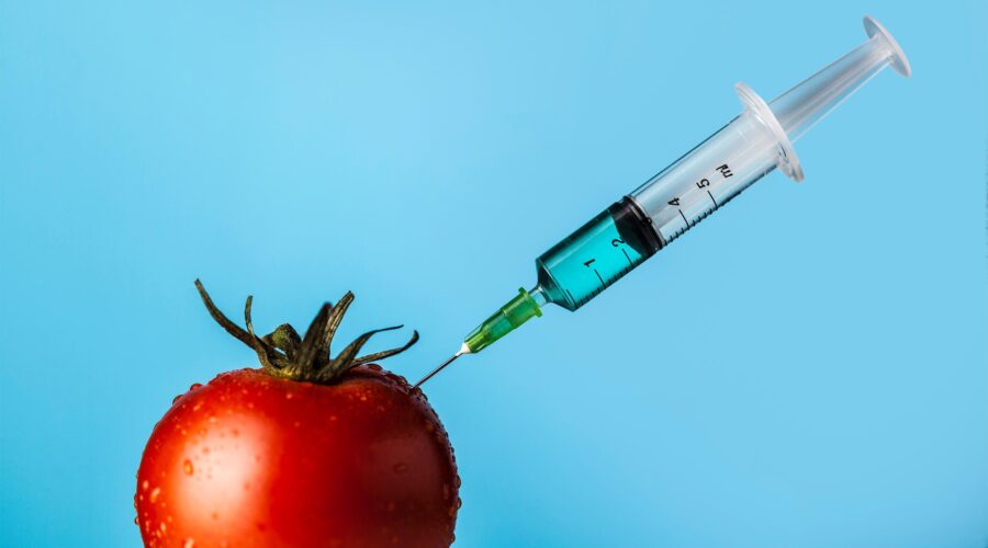 genetically modified gmo