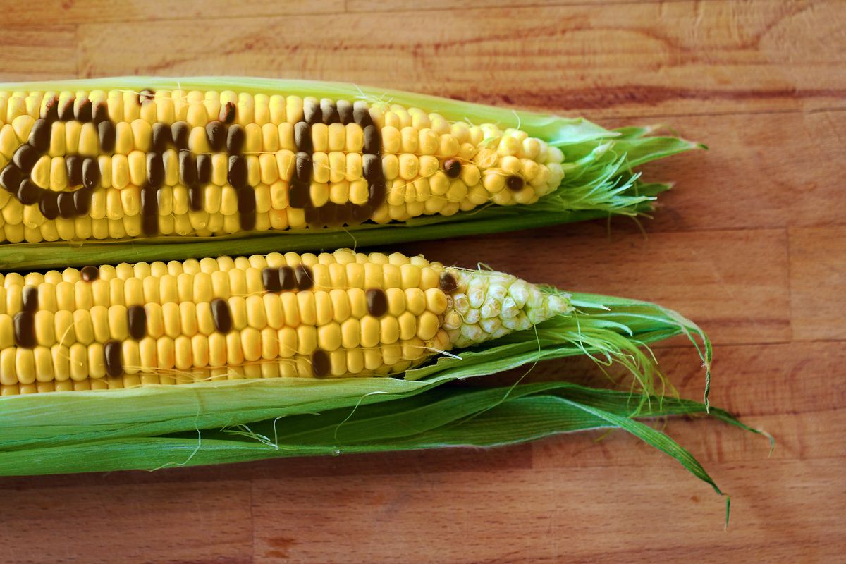 genetically modified food