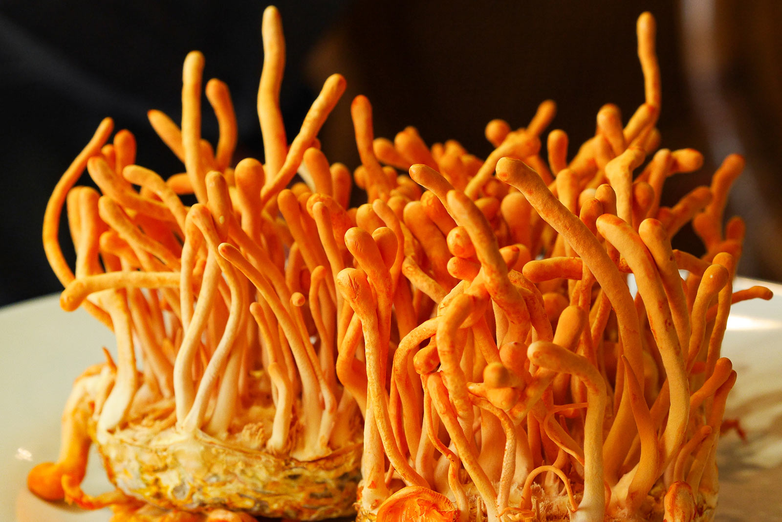 mushroom