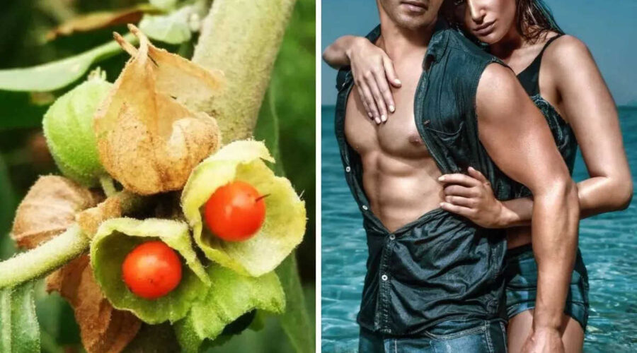 ashwagandha