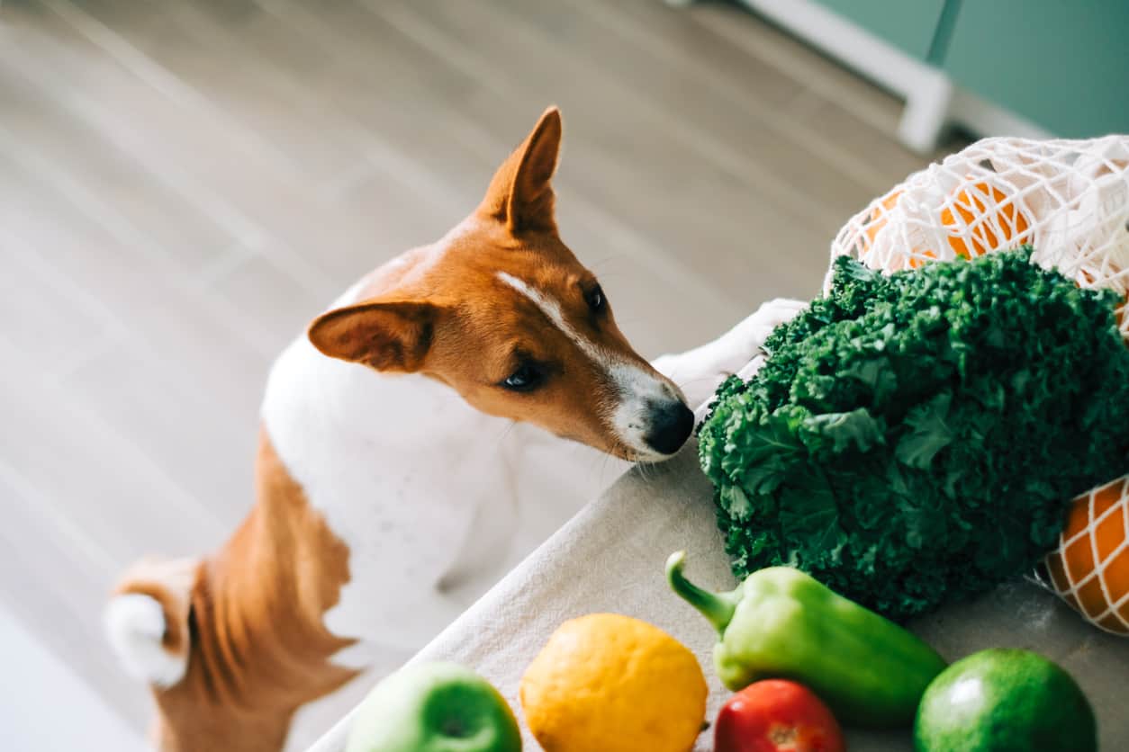 11 Foods To Feed Your Dog To Prevent Nasty And Contagious Parasites
