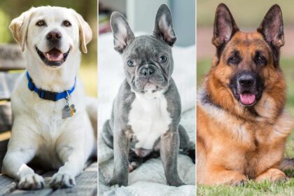 dog breed