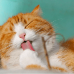 tofu cat litter