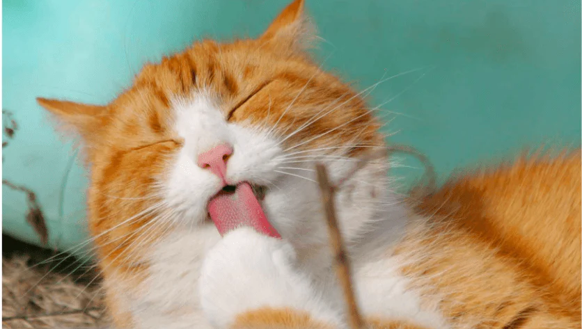 tofu cat litter