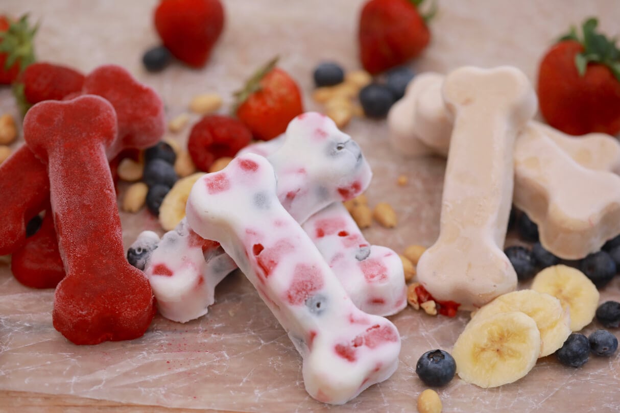 probiotics for your dog
