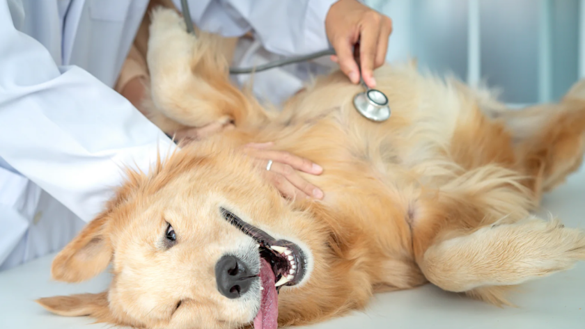 probiotics for your dog