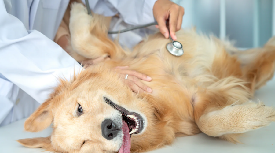 probiotics for your dog