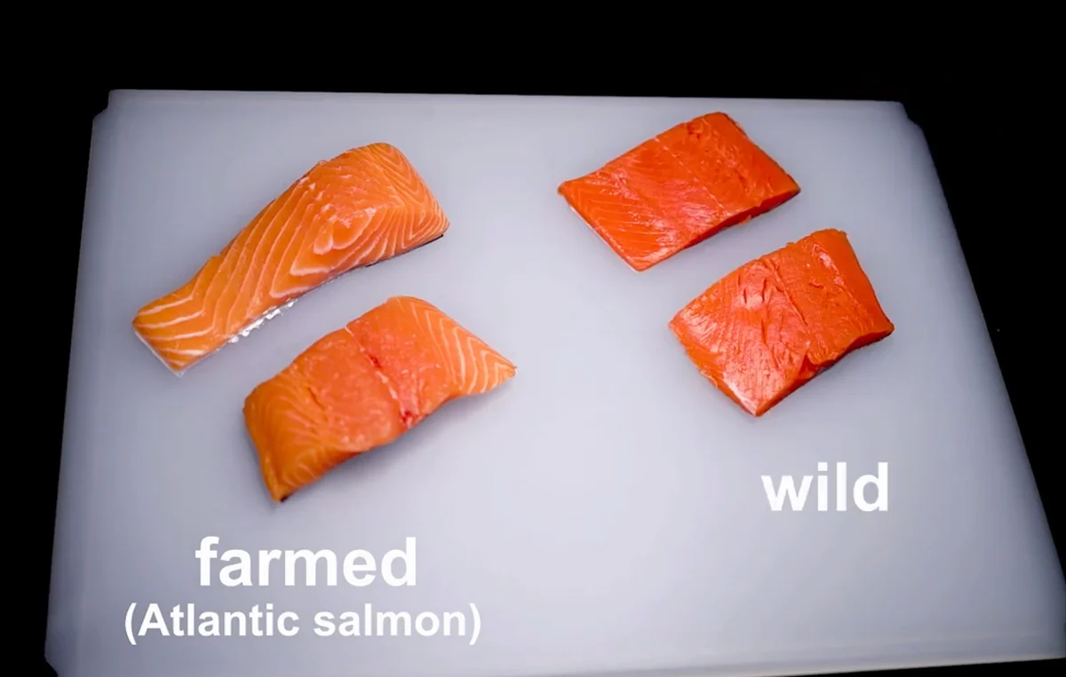 farm-raised salmon