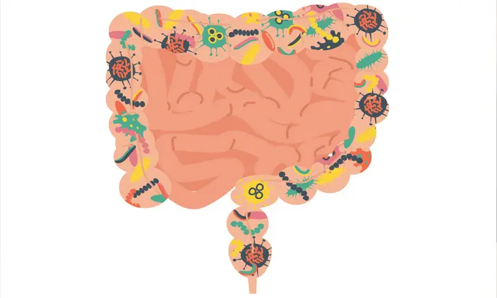 gut health