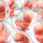 synthetic human embryo