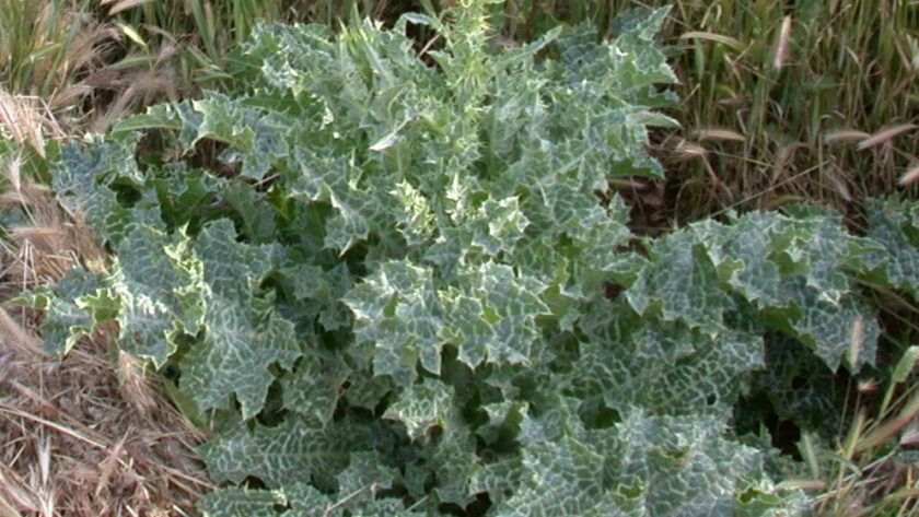 milk thistle