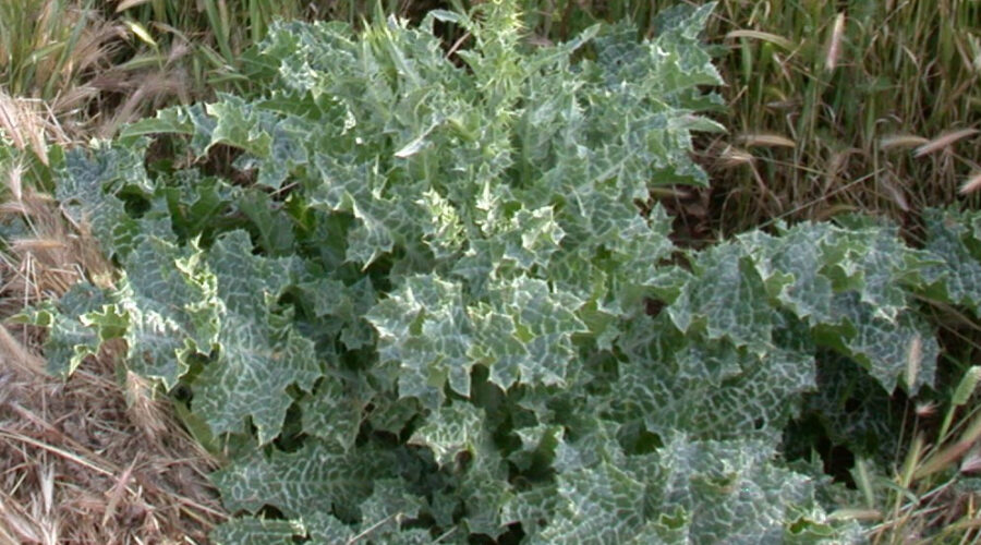 milk thistle
