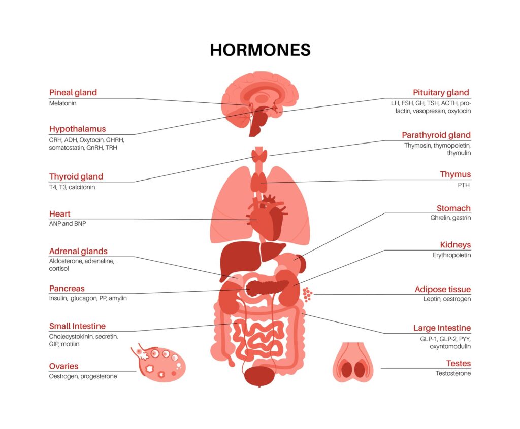 hormone supporting foods