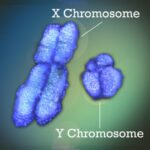 Y chromosome
