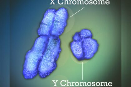 Y chromosome