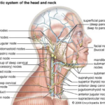 lymphatic system