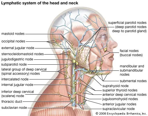 lymphatic system