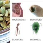 Intestinal Parasites and Tapeworms