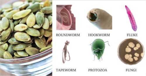 Intestinal Parasites and Tapeworms