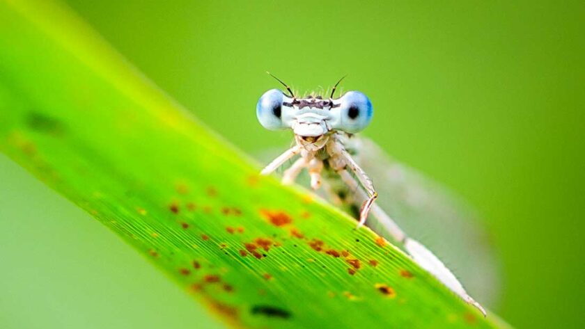 mosquitoes