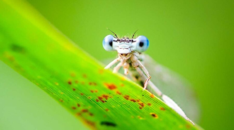 mosquitoes