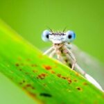 mosquitoes
