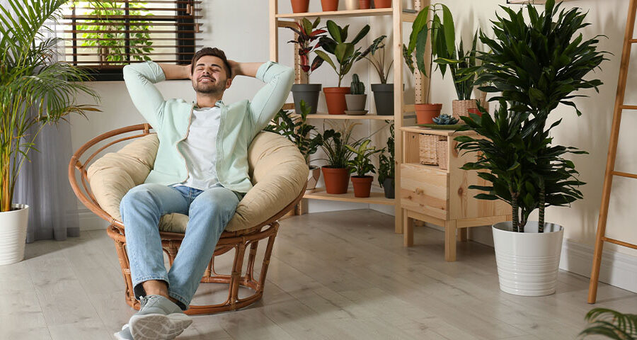 houseplants