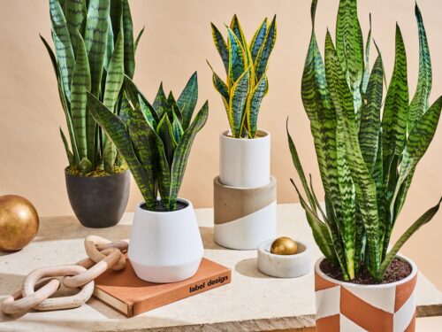 house plants