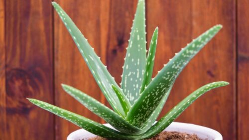 house plants