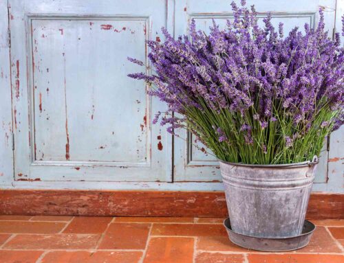 house plants