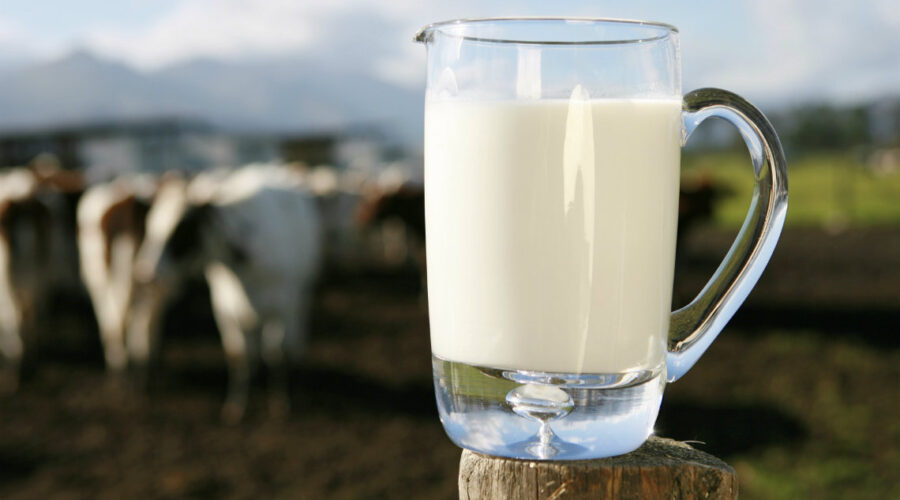 raw milk