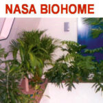 houseplants