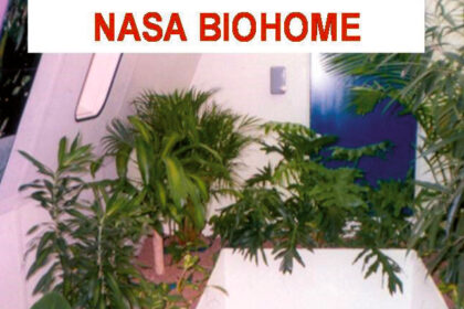 houseplants