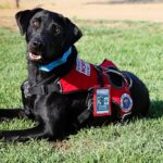 service dog