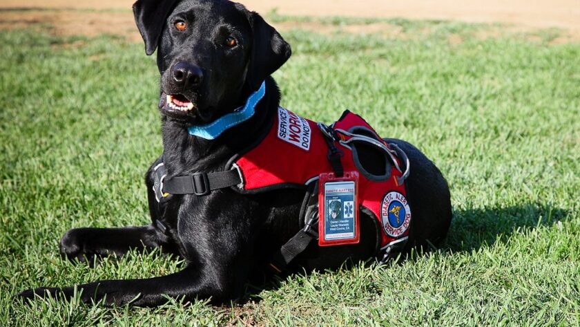service dog